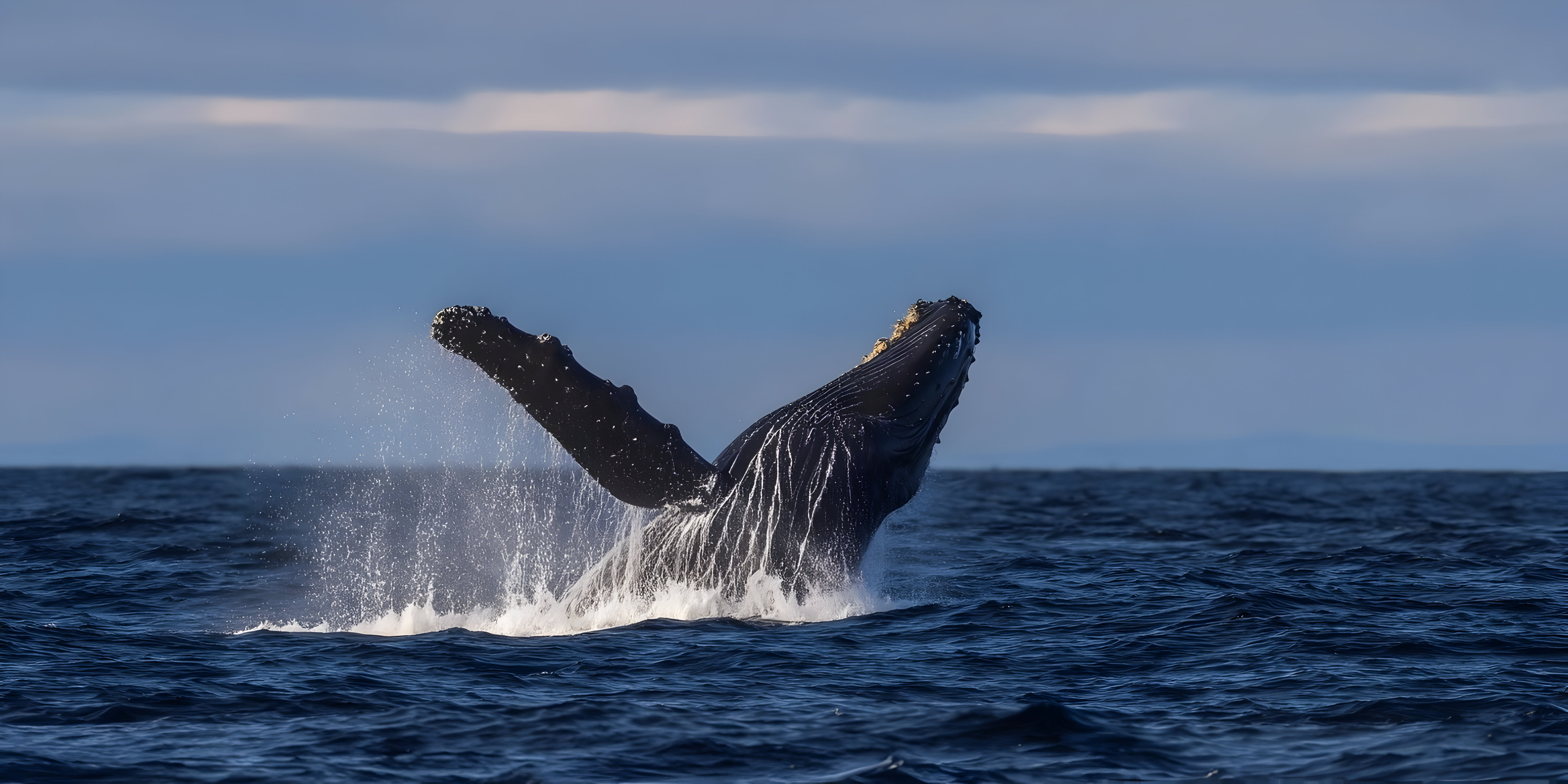Humpback Whale, Alaska